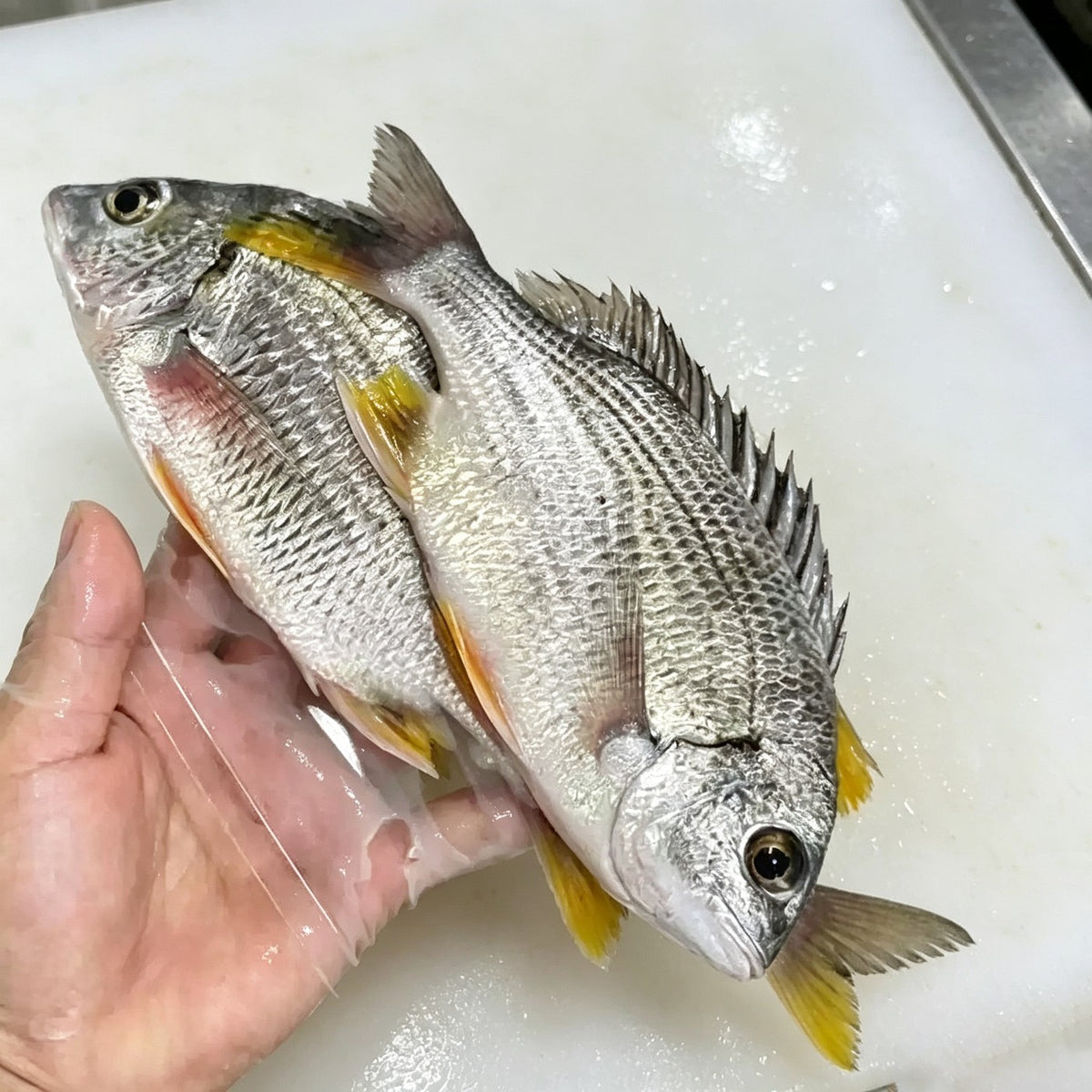 Frozen Yellowfin Sea Bream - view 2