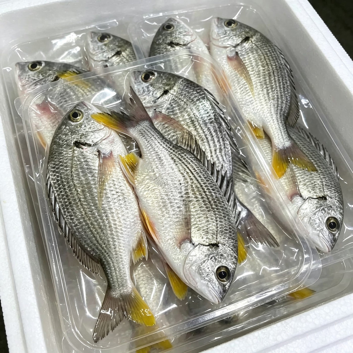 Frozen Yellowfin Sea Bream - view 3